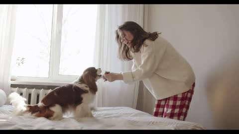 A cute dog is jumping on the bed and trying to pick up a toy from the hands of an attractive