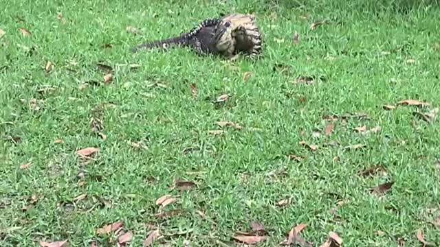 Lizard Brawl During Picnic