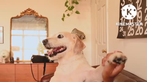 #Funny Dog##Fun with joy###Dog have Fun.