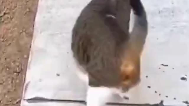 Funny cat videos compilation