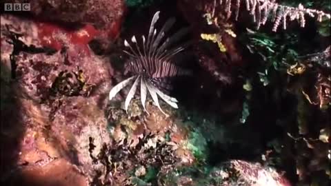 Venomous Lionfish | Oceans | BBC Earth