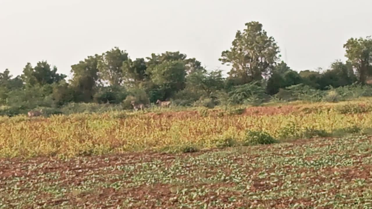 Deer my farm house