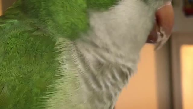 Parrot and Owner Cute Duet