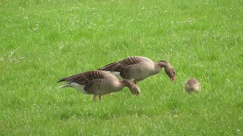 family of geese