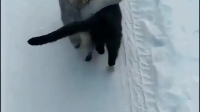 Cute couple of cute cats walking through the snow