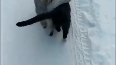 Cute couple of cute cats walking through the snow