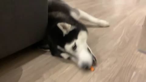 Husky Is Too Lazy To Reach Carrots! #shorts