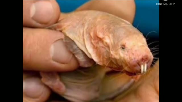 ugliest animals