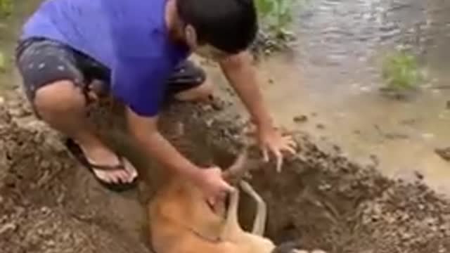 The dog death and very emotional moment in