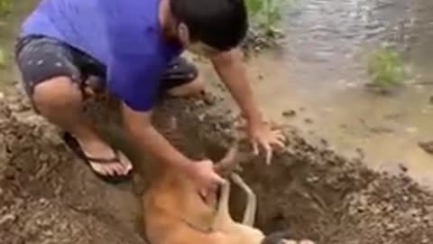 The dog death and very emotional moment in