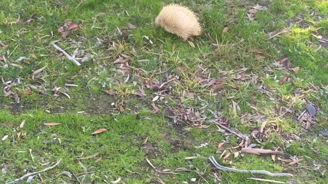 An Albino Echidna