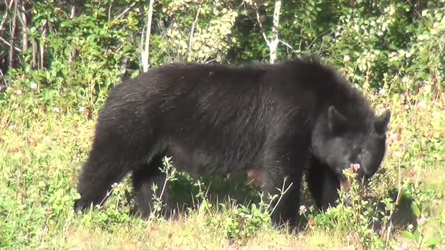 Watch this mother bear and her baby while she is afraid and protecting him