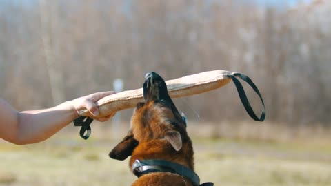 Dog snatching a training rod