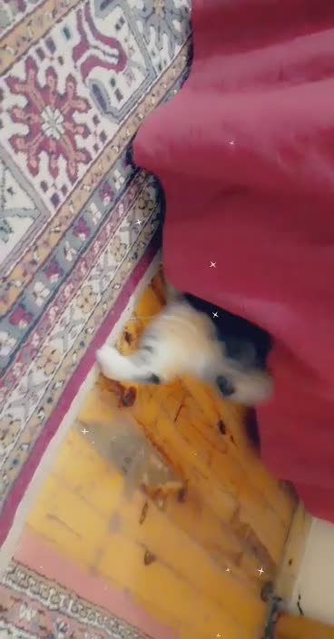 What the most beautiful of these cats with their playing moves is a video that will tempt you