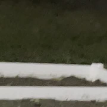 A rabbit in playground