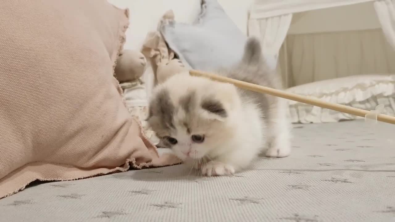 charming little cat with cute eyes