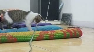 Cats Fighting With Earphone 😂🤣