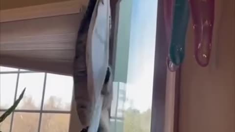 Catsercise Exercise