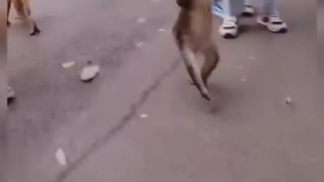 Funny monkey