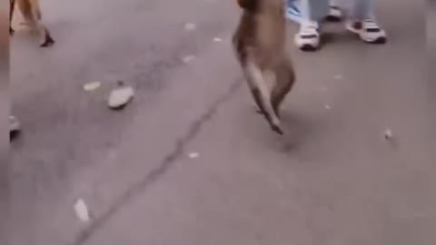 Funny monkey