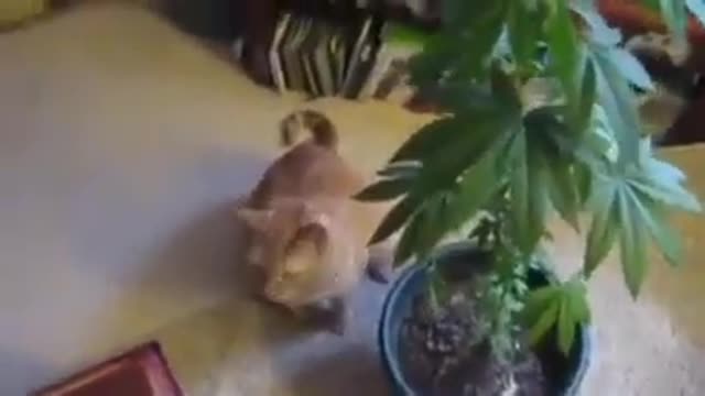 Funny Cat eating Marijuana Leaves and Get High