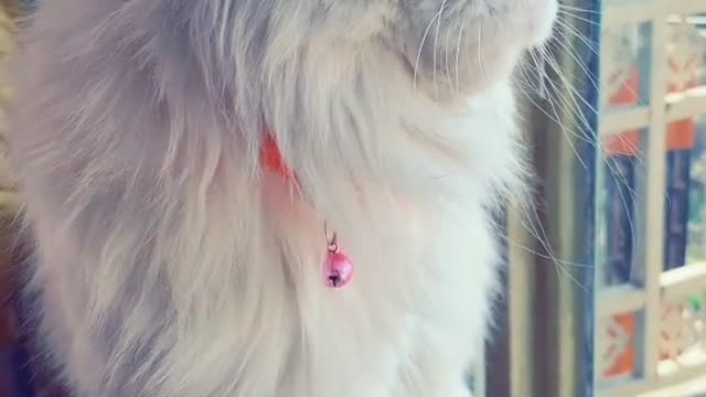 Cat video Playing Beautifull cat video Playing