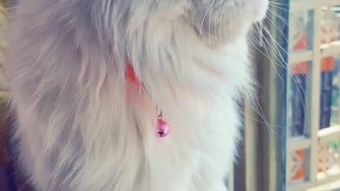 Cat video Playing Beautifull cat video Playing