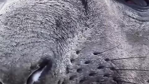 Rain film animal mouth
