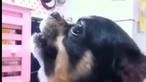 Funny small dog angry barking videos 😂
