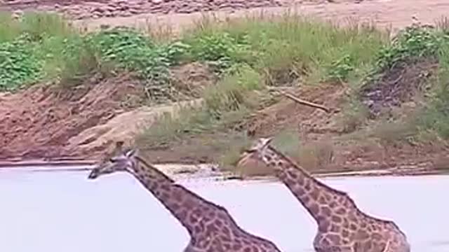 Giraffe walking on water
