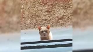 This Sushi cat visits the same Japanese restaurant every day at the same time