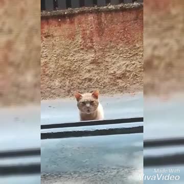 This Sushi cat visits the same Japanese restaurant every day at the same time