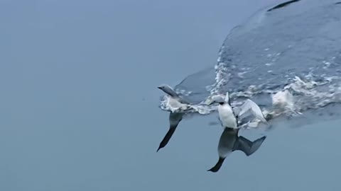 Beneath the Ocean