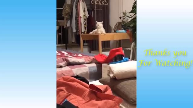 Nice and funny cats videos #2