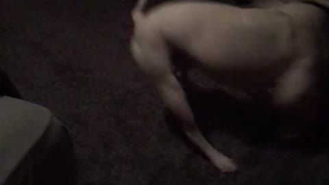 Dog spinning in circles and chasing its tail