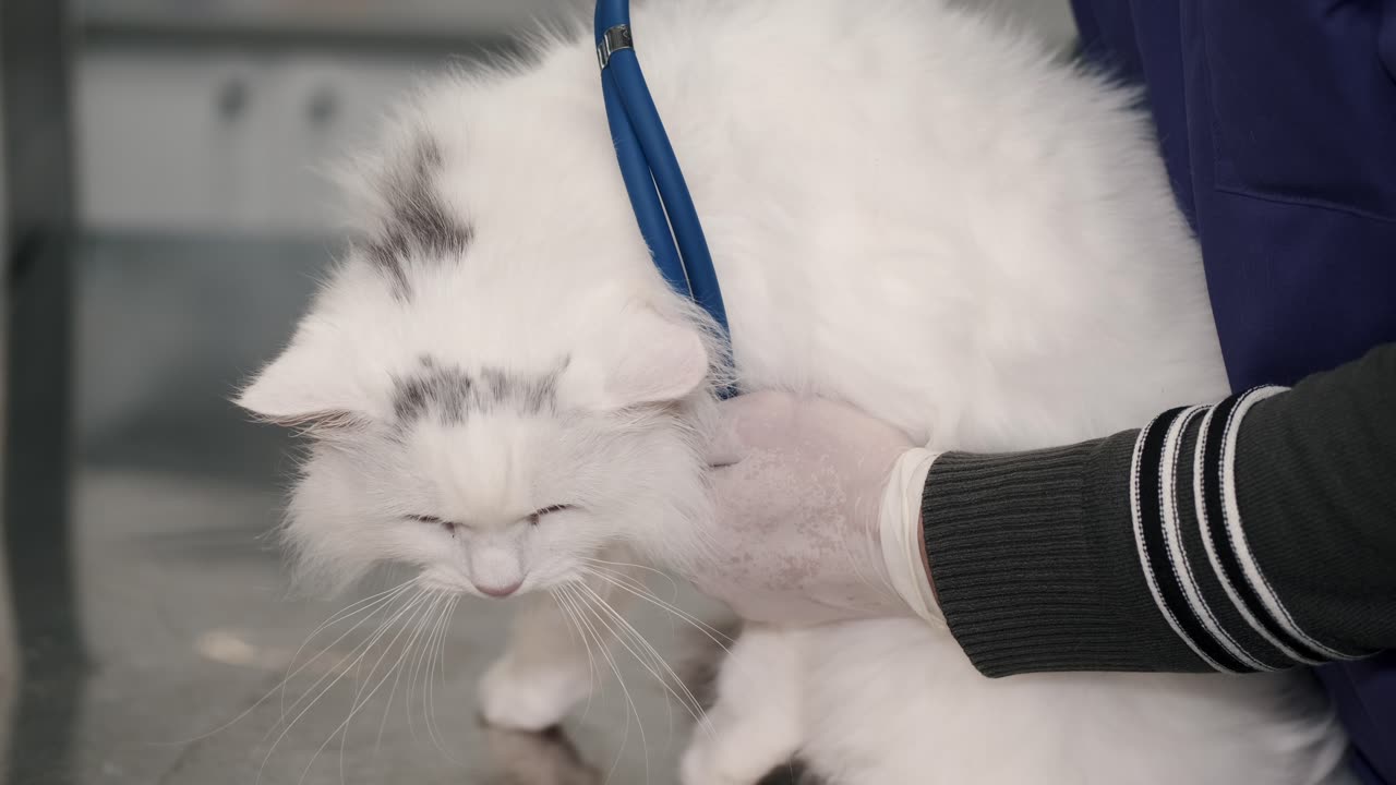 The owner held the cat in his arms because the cat was scared (New Cat Video)