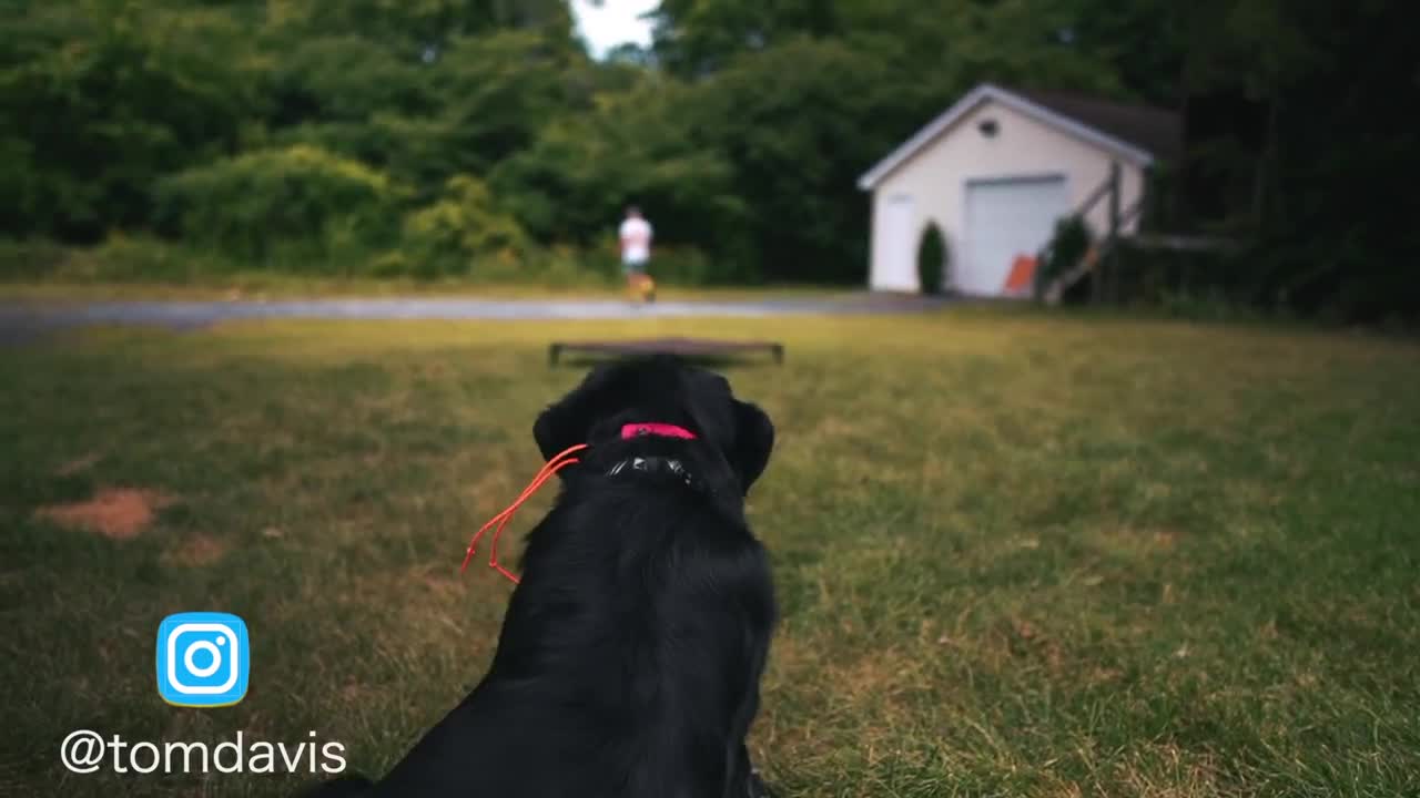 LEARN SAFELY TRAIN YOUR DOGS COMPLETELY OFF LEASH!