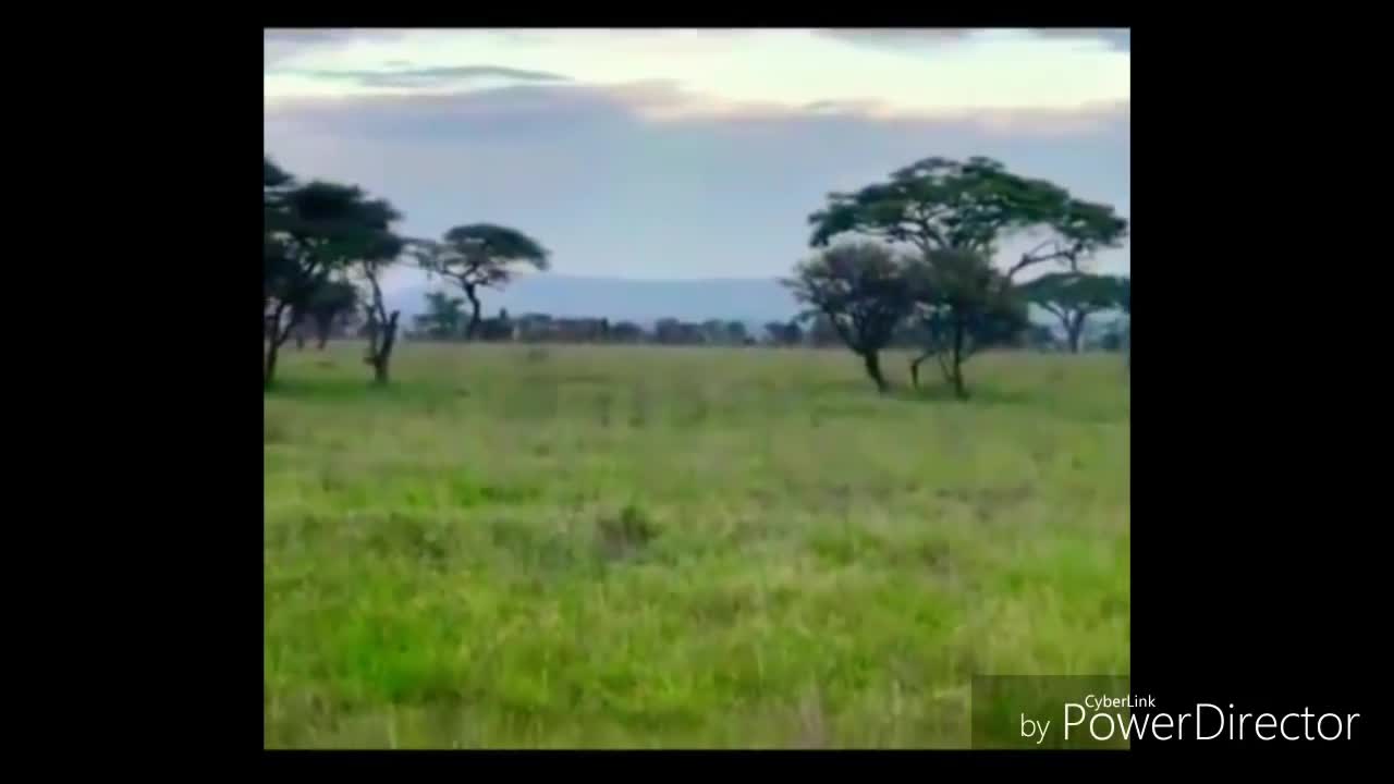 7 Male Lions in Fight, territorial fight.