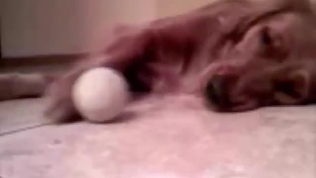 Lazy animals! Of laziness just seeing hahaha...