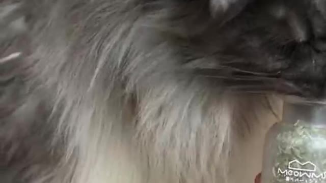 Gluttonous kittens