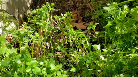 Wild edible Chickweed