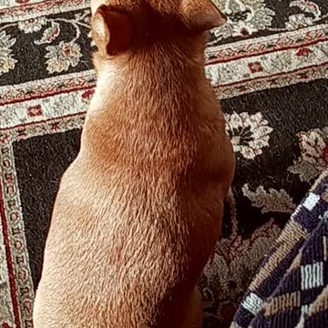 TC want's me to cook breakfast. Not happy... 😉