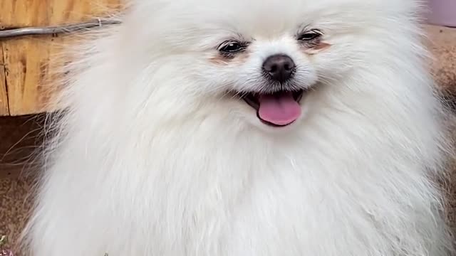 Best Oddly Satisfying Video for Stress Relief Funny Puppy, Dog Video