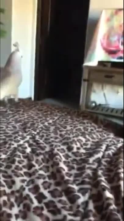 Cockatoo Turbo Say "Hi" to Peanut and several other funny moments