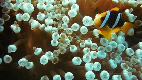 Clown Fish UnderWater superb video