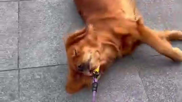 Dog is not done with her walk! #goldenretriever #funny #cute