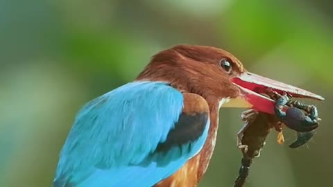 Kingfisher