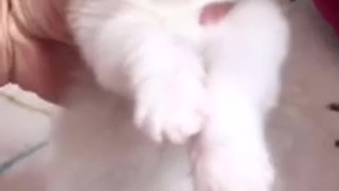 Funny white kitten cat when drink much milk