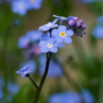 Even though I have not Noticed Sound Healing Helping Me Lose Weight in the Past, it is Safe for Me..