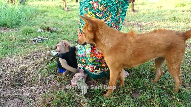 baby monkey Ross play with dog and cat daily !!!